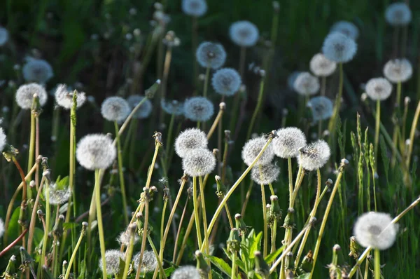 Spring Dandelion Faded Meadow Grasses — Stock Photo, Image