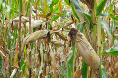 Mısır tarlasında olgunlaşmış bir mısır koçanı.