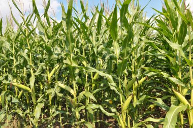 Yazın, mısır tarlasında olgunlaşır.