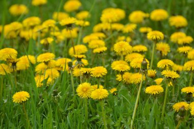 Karahindiba (Taraxacum officinale) baharda vahşi doğada yetişir.