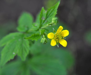 Geum urbanum grows in the wild among grasses clipart