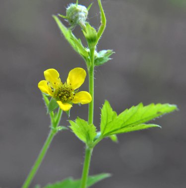 Geum urbanum otların arasında yetişir.