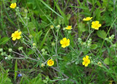 Gümüş cinquefoil (Potentilla argentea) vahşi doğada yetişir.