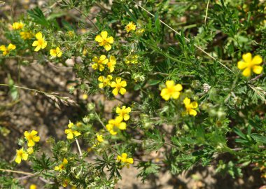 Gümüş cinquefoil (Potentilla argentea) vahşi doğada yetişir.