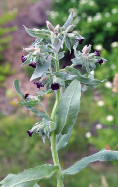 Yabani otların arasında, nonea pulla çiçek açar.