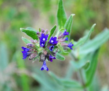 Anchusa çayırda vahşi doğada çiçek açar.