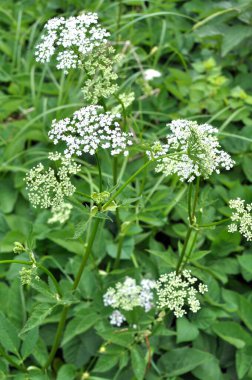 Aegopodyum podagraria vahşi doğada bir ot gibi büyüyor.