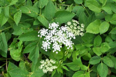 Aegopodyum podagraria vahşi doğada bir ot gibi büyüyor.