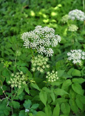 Aegopodyum podagraria vahşi doğada bir ot gibi büyüyor.