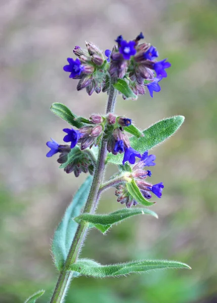 Anchusa Blooms Wild Meadow — Stock Photo, Image