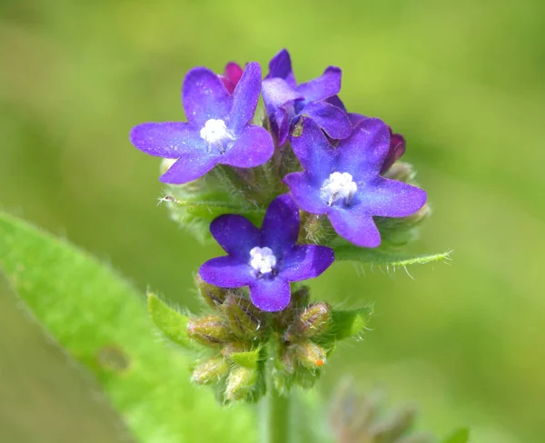 Anchusa Blooms Wild Meadow — Stock Photo, Image