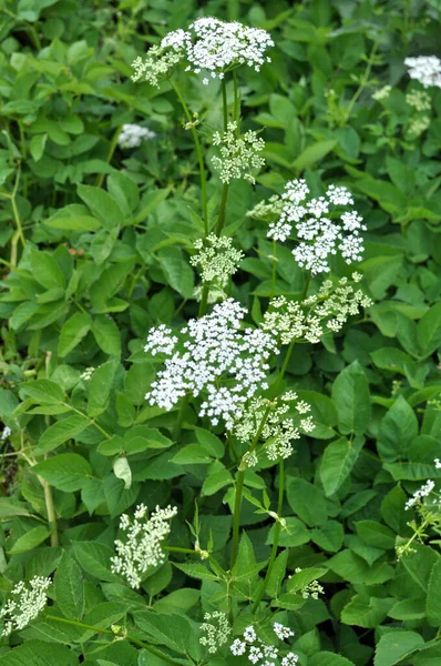 Aegopodyum podagraria vahşi doğada bir ot gibi büyüyor.