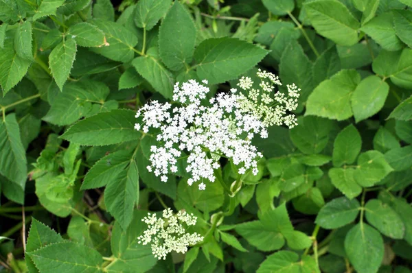 Aegopodyum podagraria vahşi doğada bir ot gibi büyüyor.