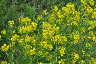 Yabani otlar gibi, bunias orientalis vahşi doğada yetişir.