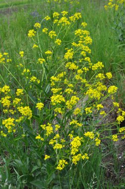 Yabani otlar gibi, bunias orientalis vahşi doğada yetişir.