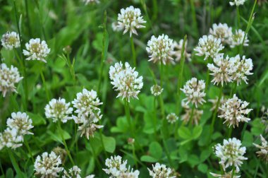 Doğada, sürünen, beyaz yonca (Trifolium tövbe eder) açar