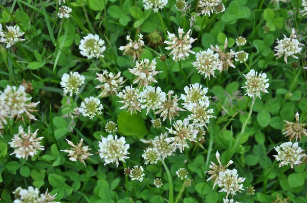 Natura Strisciante Trifoglio Bianco Trifolium Repens Fiorisce — Foto Stock