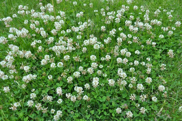 Doğada Sürünen Beyaz Yonca Trifolium Tövbe Eder Açar — Stok fotoğraf