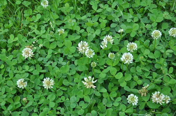 Der Natur Blüht Der Schleichende Weißklee Trifolium Repens — Stockfoto