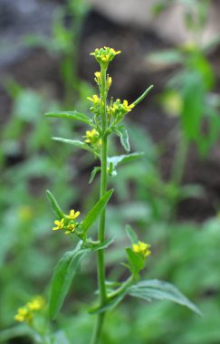 Vahşi doğada, sisimbrium officinale yabani ot gibi yetişir.