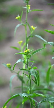 Vahşi doğada, sisimbrium officinale yabani ot gibi yetişir.