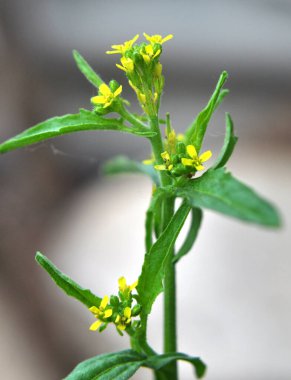 Vahşi doğada, sisimbrium officinale yabani ot gibi yetişir.