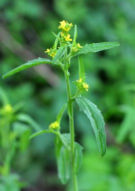 Vahşi doğada, sisimbrium officinale yabani ot gibi yetişir.