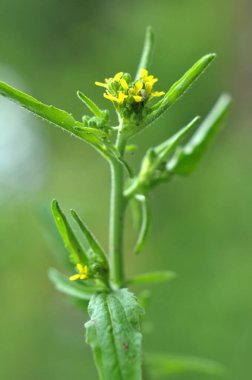 Vahşi doğada, sisimbrium officinale yabani ot gibi yetişir.