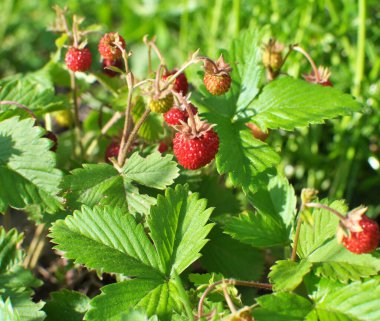 Yazın vahşi doğada olgunlaşan yabani çilekler.