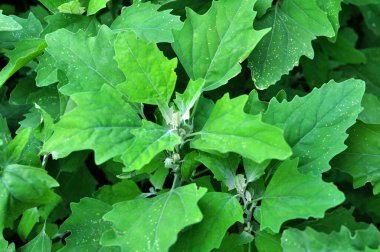 Doğada bir kinoa (Chenopodium) yetişir.)