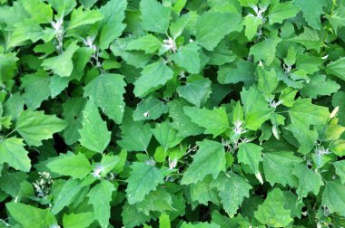 Doğada bir kinoa (Chenopodium) yetişir.)