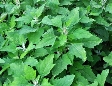 Doğada bir kinoa (Chenopodium) yetişir.)