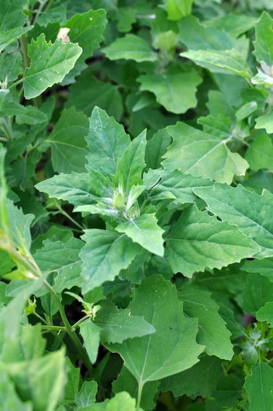 Natuur Groeit Het Veld Een Quinoa Chenopodium — Stockfoto