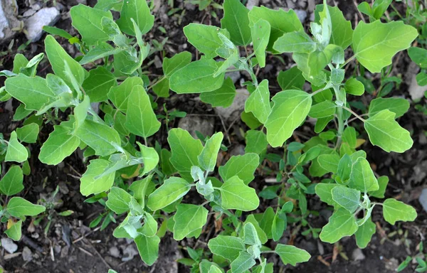 In nature, the field grows a quinoa (Chenopodium)