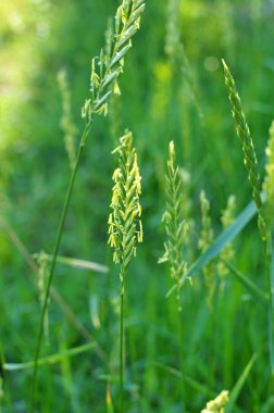 Çayırda, yabanda ot ve yabani otlar yetişir. Elymus tövbe eder.