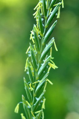 Çayırda, yabanda ot ve yabani otlar yetişir. Elymus tövbe eder.