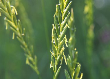 Çayırda, yabanda ot ve yabani otlar yetişir. Elymus tövbe eder.