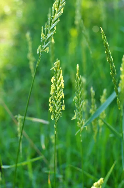 Meadow Wild Grows Grass Weeds Elymus Repens — Stock Photo, Image