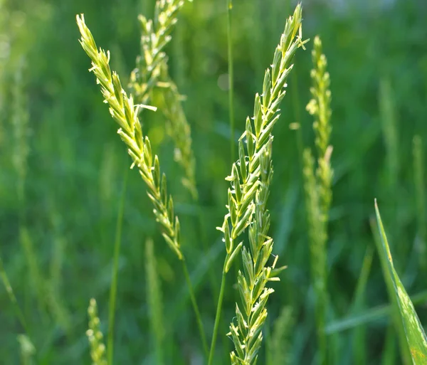 Prado Naturaleza Crece Hierba Malezas Elymus Repens — Foto de Stock