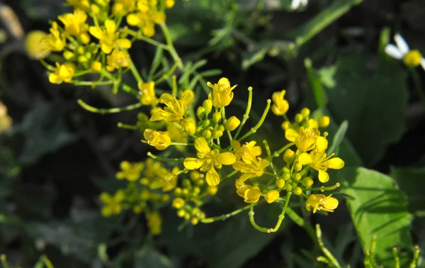 Bosque Rábano Picante Agua Rorippa Sylvestris Crece Naturaleza —  Fotos de Stock