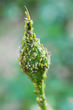 Gül yaprak bitlerinde (makrosiphum rosae) - otçul haşereler