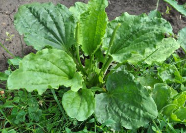 Yazın, plantain büyüktür (Bitki büyüğü, Bitki Borysthenica) vahşi doğada yetişir)