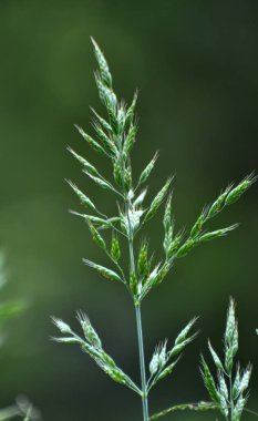 Mısır gevreği bromüsü vahşi doğada yetişir.