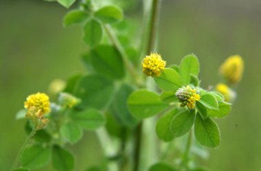 Yabani çayırlarda yonca hop (Medicago lupulina)