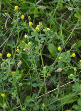 Yabani çayırlarda yonca hop (Medicago lupulina)