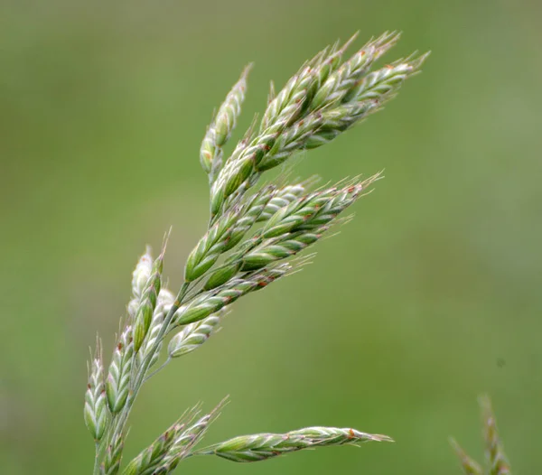 Cereal Grass Bromus Grows Wild — Stock Photo, Image
