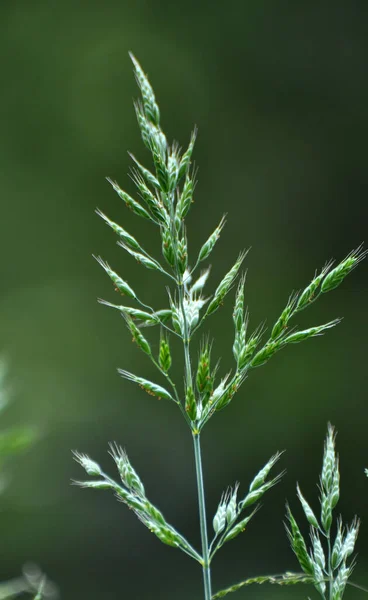 Brome Herbe Céréalière Pousse Dans Nature — Photo