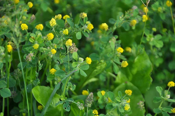 Луці Диких Квітів Альффальфа Хоп Medicago Lupulina — стокове фото