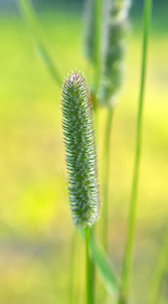 Valuable Forage Grass Timothy Phleum Pratense Grows Meadow — Stock Photo, Image
