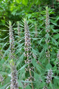 Otların arasındaki çayırlarda büyüyen ve açan köpek ısırgan otları beş ağızlıdır (Leonurus quinquelobatus)
